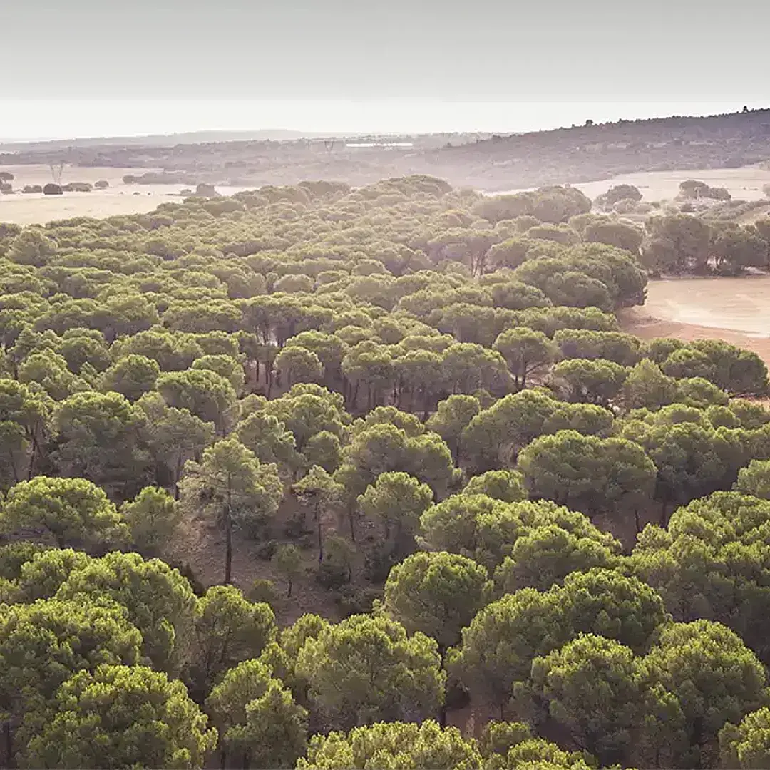 Compensacion_Huella_BOSQUE_GALICIA